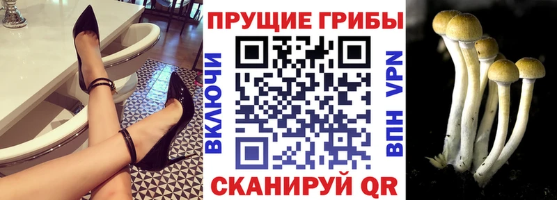 Галлюциногенные грибы MAGIC MUSHROOMS  ОМГ ОМГ ССЫЛКА  Щёкино  что такое наркотик 